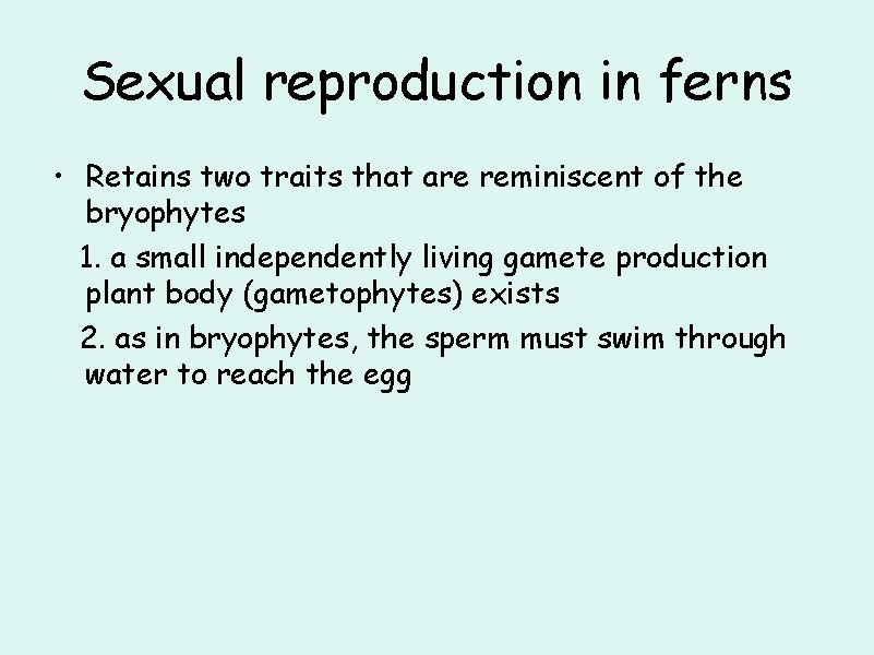 Sexual reproduction in ferns • Retains two traits that are reminiscent of the bryophytes