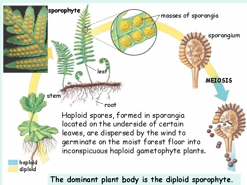 sporophyte masses of sporangia sporangium leaf MEIOSIS stem root Haploid spores, formed in sporangia