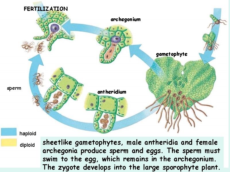 FERTILIZATION archegonium gametophyte sperm antheridium haploid diploid sheetlike gametophytes, male antheridia and female archegonia