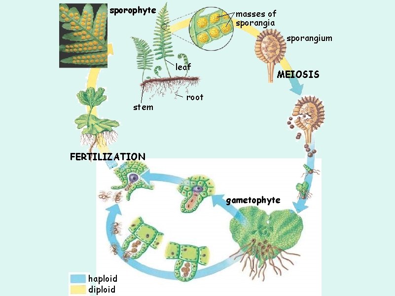 sporophyte masses of sporangia sporangium leaf stem MEIOSIS root FERTILIZATION gametophyte haploid diploid 