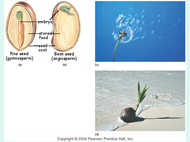 embryo stored food Pine seed (gymnosperm) seed coat Bean seed (angiosperm) 