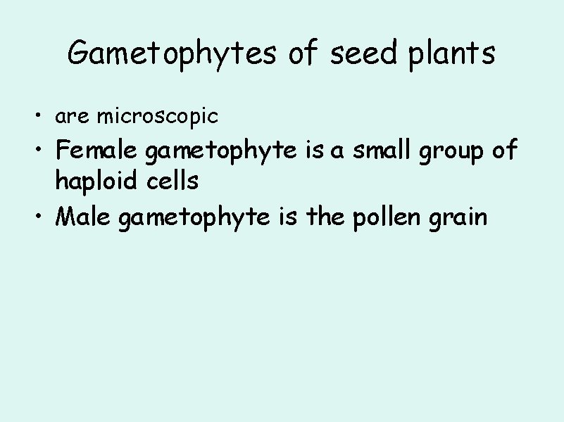 Gametophytes of seed plants • are microscopic • Female gametophyte is a small group