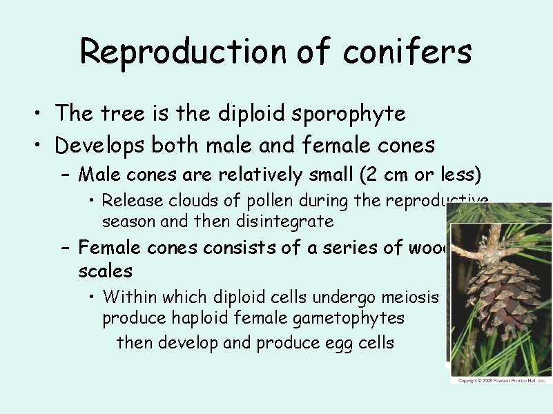 Reproduction of conifers • The tree is the diploid sporophyte • Develops both male