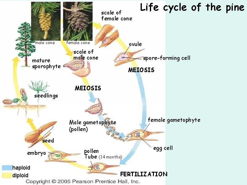 scale of female cone mature sporophyte seedlings female cone ovule scale of male cone