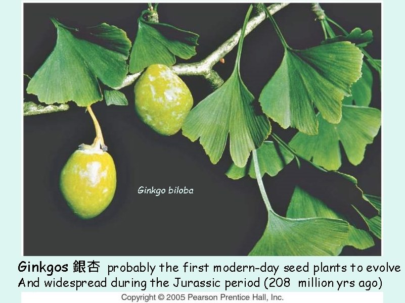 Ginkgo biloba Ginkgos 銀杏 probably the first modern-day seed plants to evolve And widespread