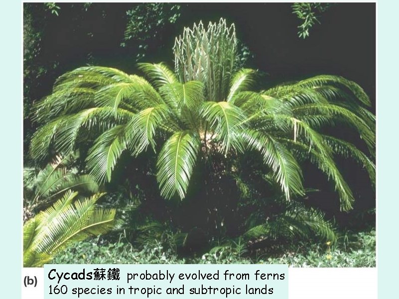 Cycads蘇鐵 probably evolved from ferns 160 species in tropic and subtropic lands 