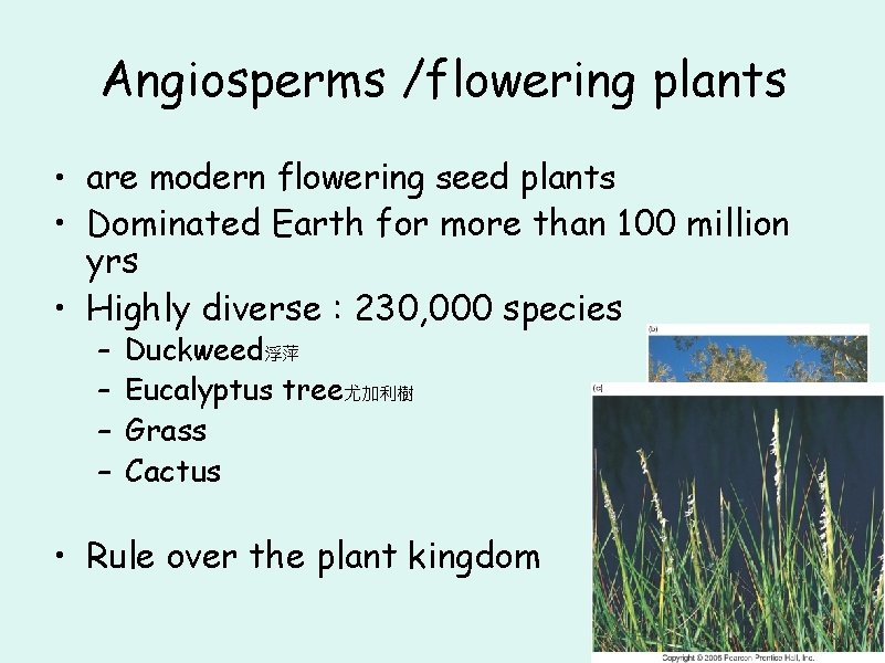 Angiosperms /flowering plants • are modern flowering seed plants • Dominated Earth for more