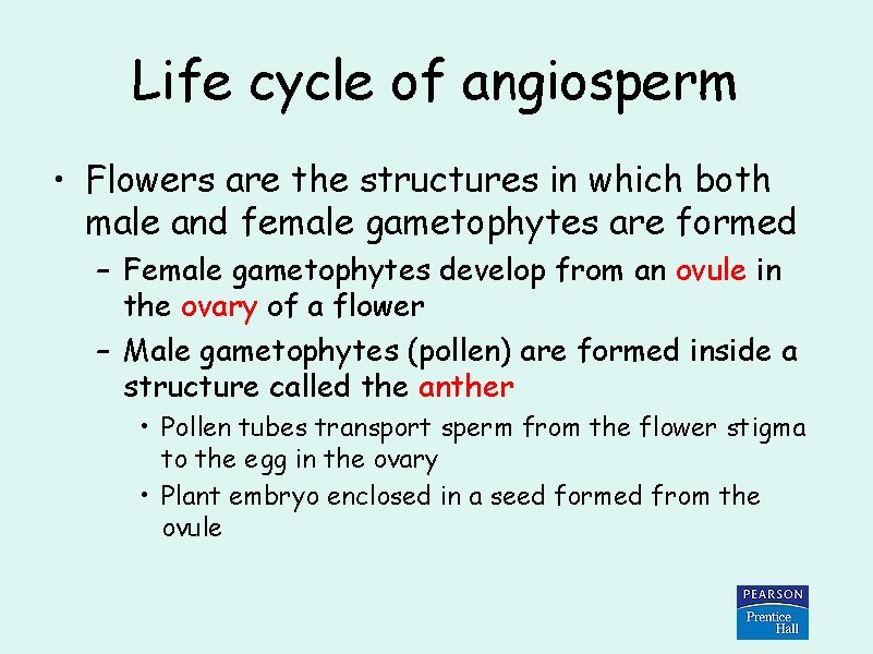 Life cycle of angiosperm • Flowers are the structures in which both male and