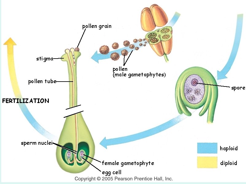 pollen grain stigma pollen tube pollen (male gametophytes) spore FERTILIZATION sperm nuclei haploid female