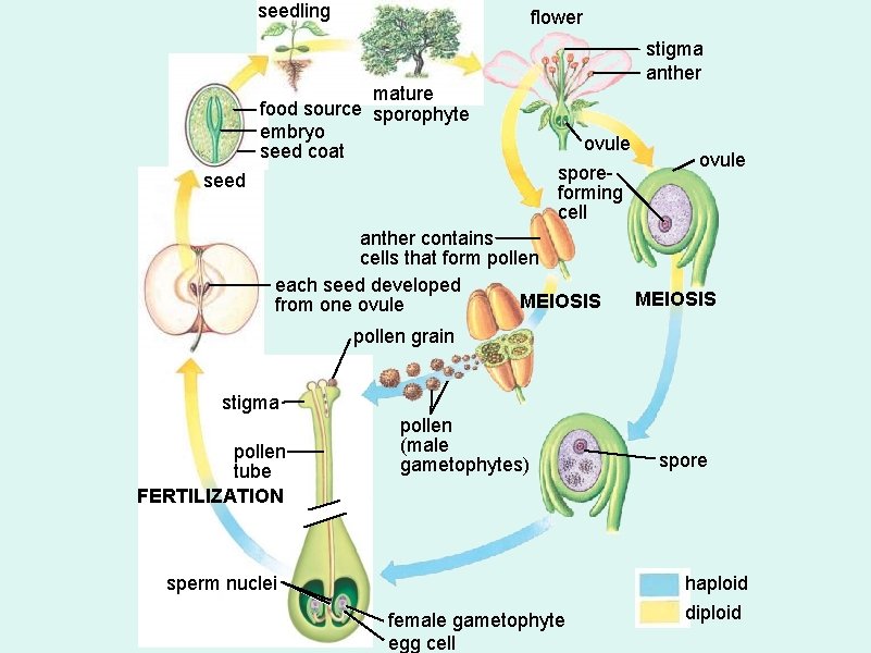 seedling flower mature food source sporophyte embryo seed coat seed stigma anther ovule sporeforming