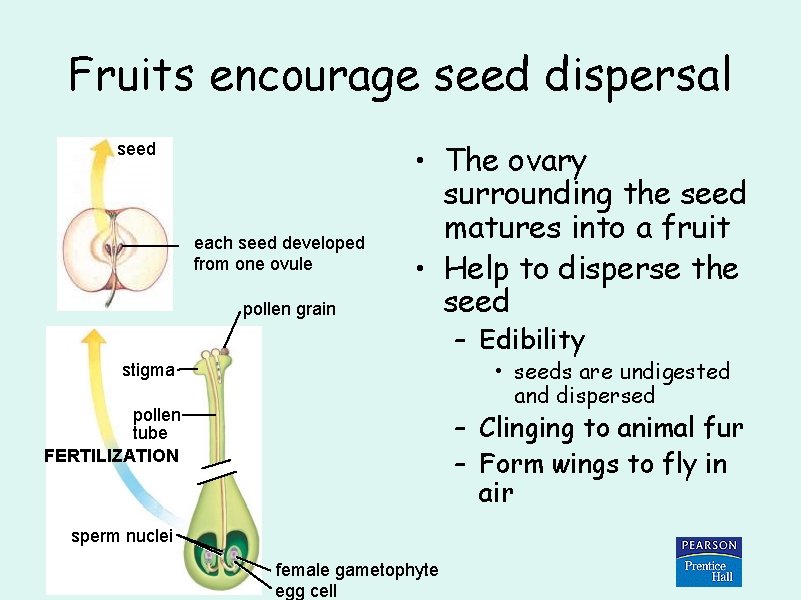 Fruits encourage seed dispersal seed each seed developed from one ovule pollen grain •
