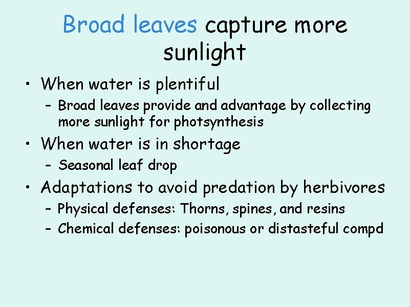 Broad leaves capture more sunlight • When water is plentiful – Broad leaves provide