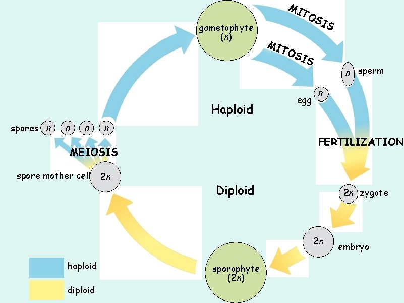 MI gametophyte (n) Haploid spores n n n MI SI TO SIS egg n