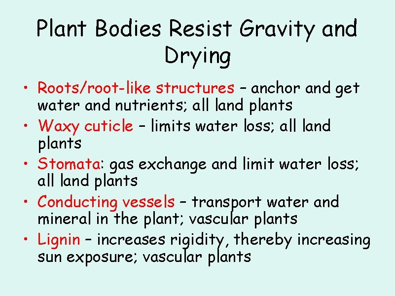 Plant Bodies Resist Gravity and Drying • Roots/root-like structures – anchor and get water