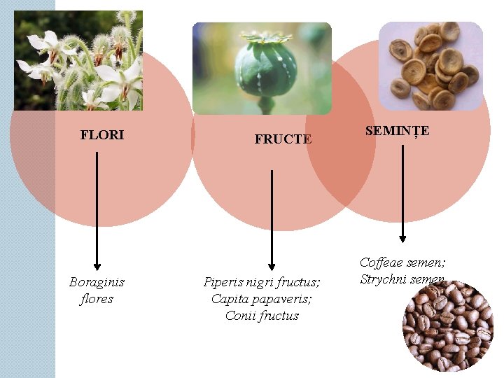 FLORI Boraginis flores FRUCTE Piperis nigri fructus; Capita papaveris; Conii fructus SEMINȚE Coffeae semen;