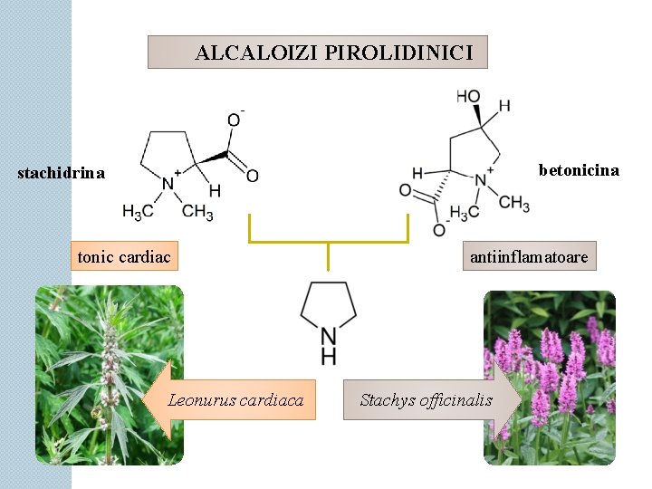 ALCALOIZI PIROLIDINICI betonicina stachidrina tonic cardiac Leonurus cardiaca antiinflamatoare Stachys officinalis 