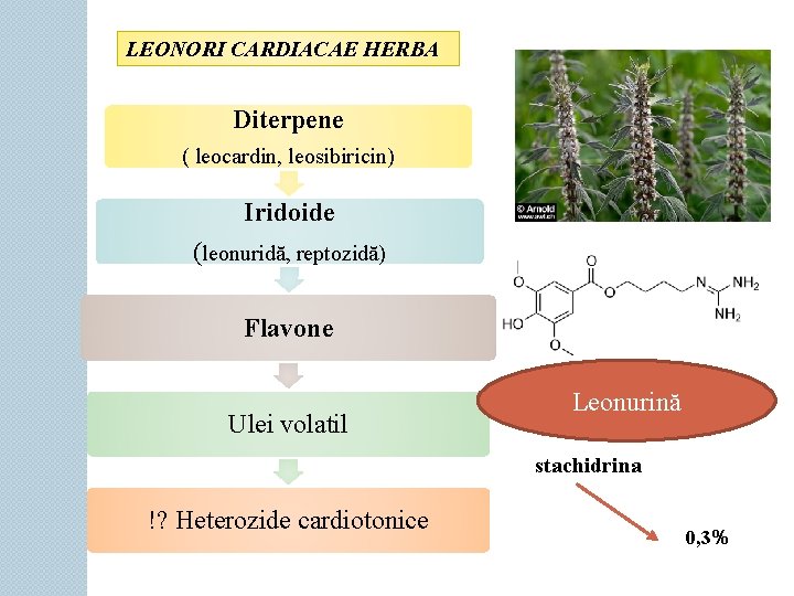 LEONORI CARDIACAE HERBA Diterpene ( leocardin, leosibiricin) Iridoide (leonuridă, reptozidă) Flavone Ulei volatil Leonurină