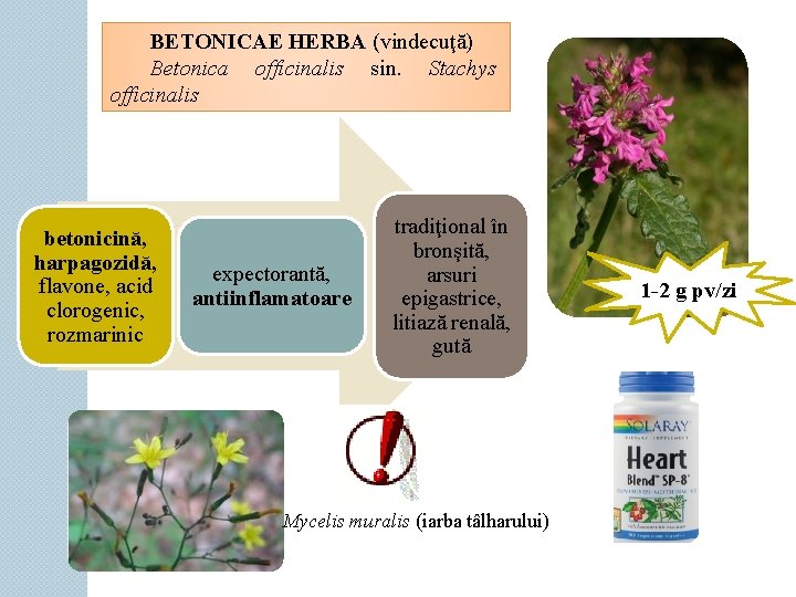 BETONICAE HERBA (vindecuţă) Betonica officinalis sin. Stachys officinalis betonicină, harpagozidă, flavone, acid clorogenic, rozmarinic
