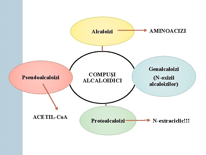 Alcaloizi Pseudoalcaloizi ACETIL-Co. A COMPUŞI ALCALOIDICI Protoalcaloizi AMINOACIZI Genalcaloizi (N-oxizii alcaloizilor) N-extraciclic!!! 