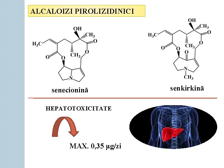 ALCALOIZI PIROLIZIDINICI senecionină HEPATOTOXICITATE MAX. 0, 35 μg/zi senkirkină 