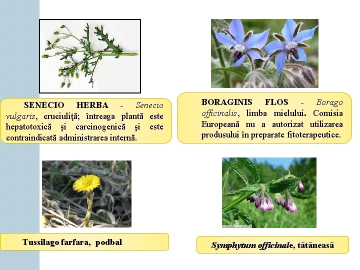 SENECIO HERBA - Senecio vulgaris, cruciuliţă; întreaga plantă este hepatotoxică şi carcinogenică şi este