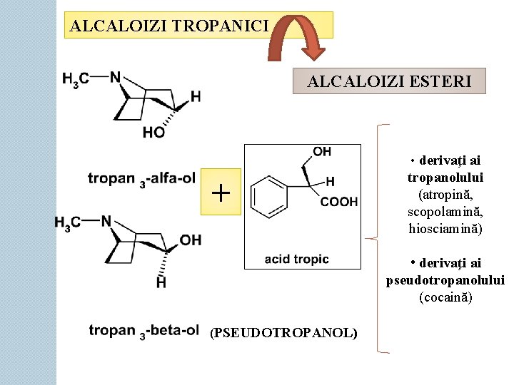 ALCALOIZI TROPANICI ALCALOIZI ESTERI • derivaţi ai + tropanolului (atropină, scopolamină, hiosciamină) • derivaţi