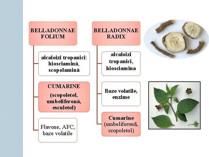 BELLADONNAE FOLIUM alcaloizi tropanici: hiosciamină, scopolamină CUMARINE (scopoletol, umbeliferonă, esculetol) Flavone, AFC, baze volatile