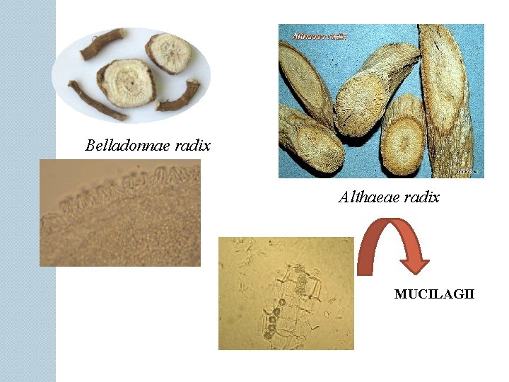 Belladonnae radix Althaeae radix MUCILAGII 