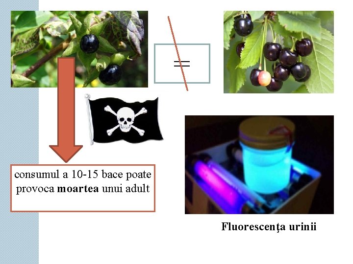 = consumul a 10 -15 bace poate provoca moartea unui adult Fluorescenţa urinii 