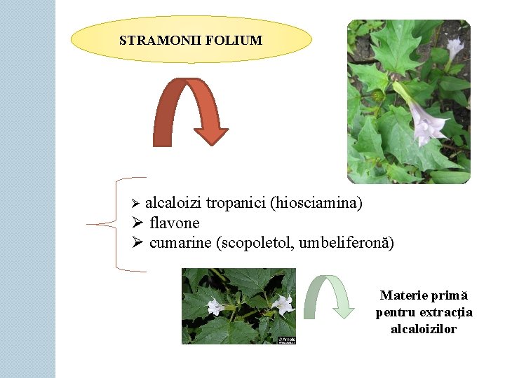 STRAMONII FOLIUM Ø alcaloizi tropanici (hiosciamina) Ø flavone Ø cumarine (scopoletol, umbeliferonă) Materie primă