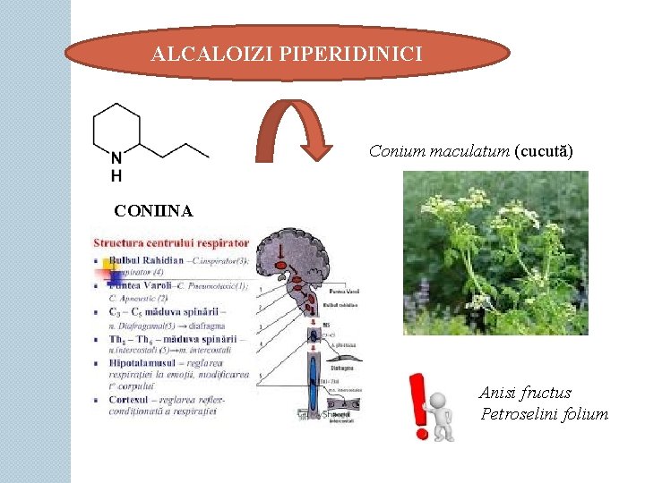 ALCALOIZI PIPERIDINICI Conium maculatum (cucută) CONIINA Anisi fructus Petroselini folium 