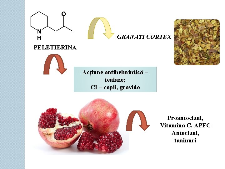 GRANATI CORTEX PELETIERINA Acţiune antihelmintică – teniaze; CI – copii, gravide Proantociani, Vitamina C, GRANATI CORTEX PELETIERINA Acţiune antihelmintică – teniaze; CI – copii, gravide Proantociani, Vitamina C,