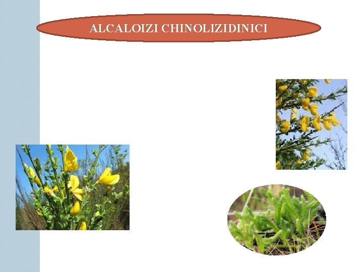 ALCALOIZI CHINOLIZIDINICI 