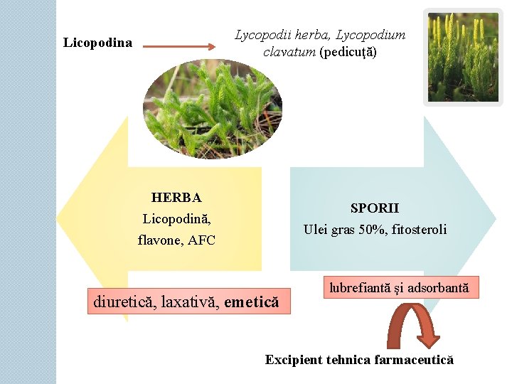 Lycopodii herba, Lycopodium clavatum (pedicuţă) Licopodina HERBA Licopodină, flavone, AFC SPORII Ulei gras 50%,