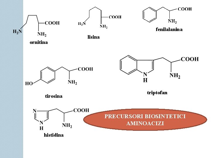 fenilalanina ornitina tirosina lisina triptofan PRECURSORI BIOSINTETICI AMINOACIZI histidina 