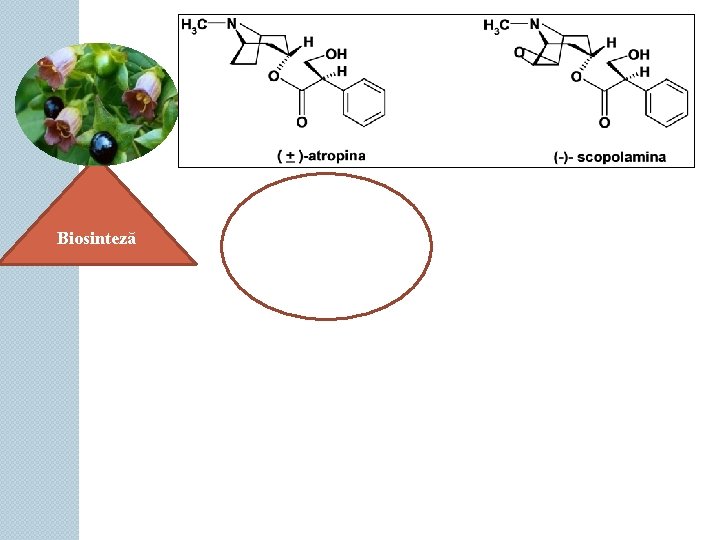 Biosinteză 