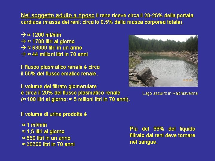 Nel soggetto adulto a riposo il rene riceve circa il 20 -25% della portata