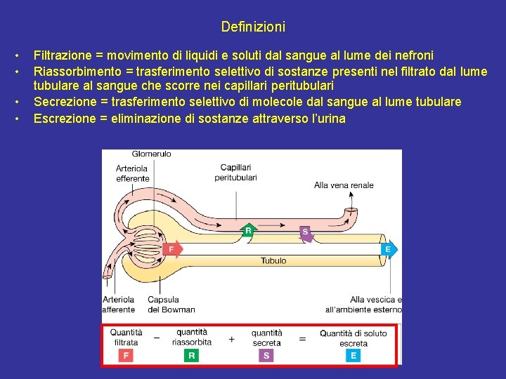 Definizioni • • Filtrazione = movimento di liquidi e soluti dal sangue al lume