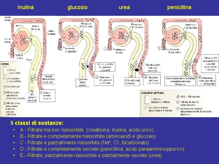 Inulina glucosio urea penicillina 5 classi di sostanze: • • • A - Filtrate