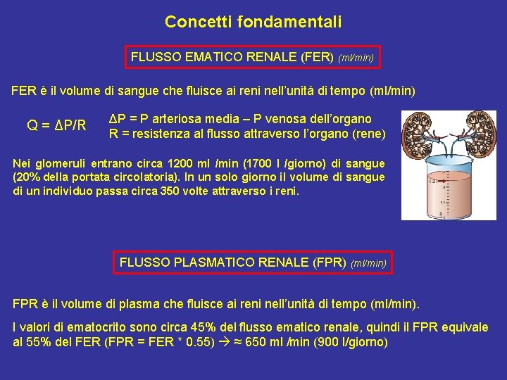 Concetti fondamentali FLUSSO EMATICO RENALE (FER) (ml/min) FER è il volume di sangue che