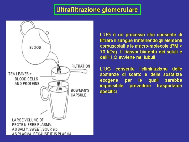 Ultrafiltrazione glomerulare L’UG è un processo che consente di filtrare il sangue trattenendo gli