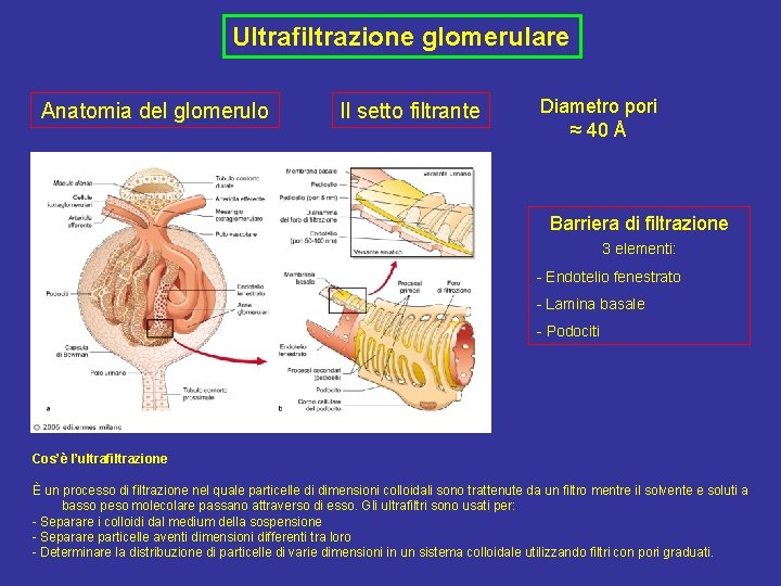 Ultrafiltrazione glomerulare Anatomia del glomerulo Il setto filtrante Diametro pori ≈ 40 Å Barriera