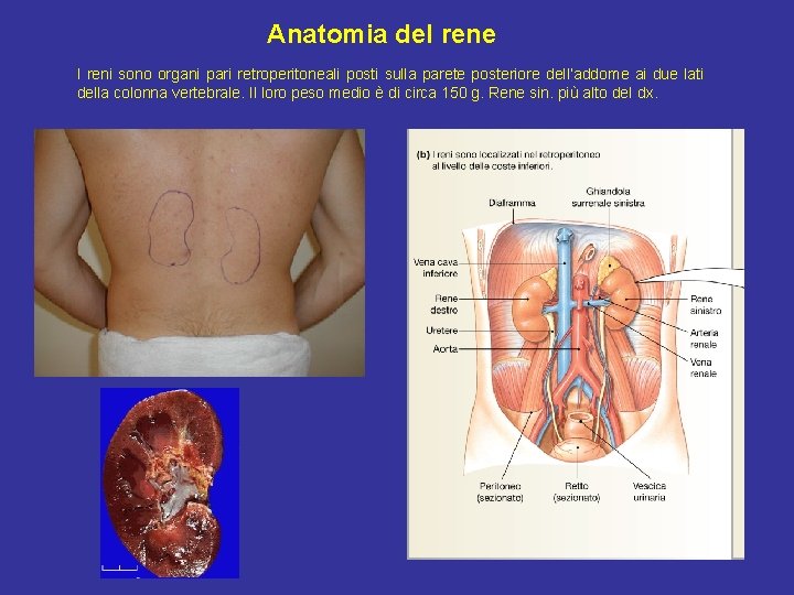 Anatomia del rene I reni sono organi pari retroperitoneali posti sulla parete posteriore dell’addome