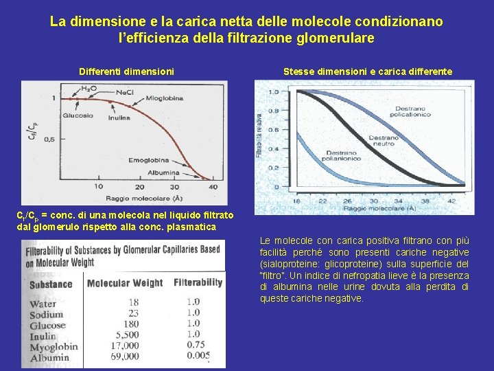 La dimensione e la carica netta delle molecole condizionano l’efficienza della filtrazione glomerulare Differenti