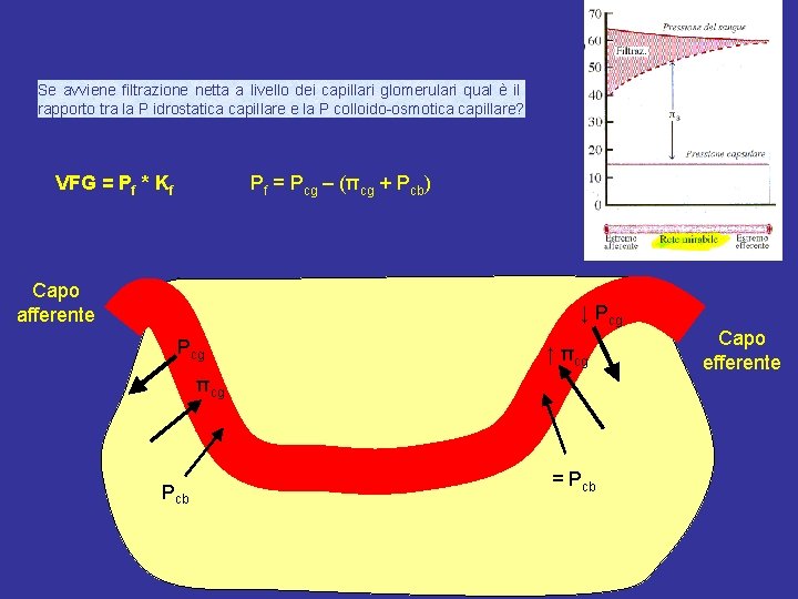 Se avviene filtrazione netta a livello dei capillari glomerulari qual è il rapporto tra