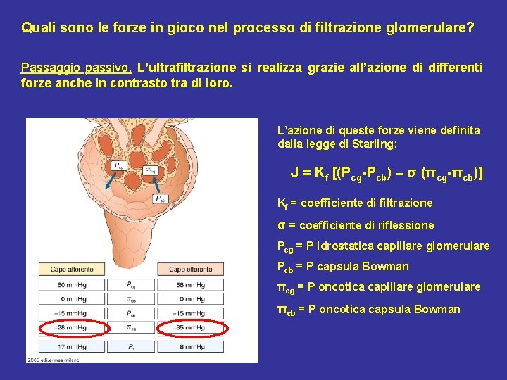 Quali sono le forze in gioco nel processo di filtrazione glomerulare? Passaggio passivo. L’ultrafiltrazione