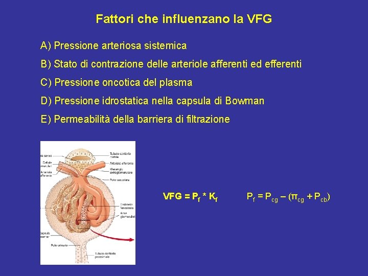 Fattori che influenzano la VFG A) Pressione arteriosa sistemica B) Stato di contrazione delle