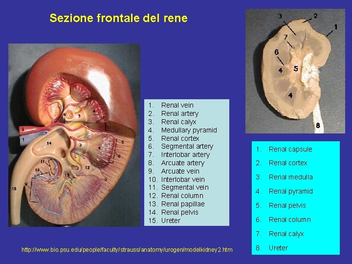 Sezione frontale del rene 1. 2. 3. 4. 5. 6. 7. 8. 9. 10.