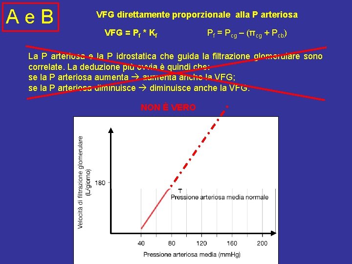 Ae. B VFG direttamente proporzionale alla P arteriosa VFG = Pf * Kf Pf
