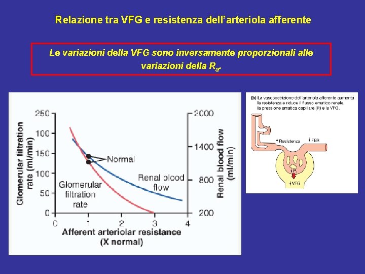Relazione tra VFG e resistenza dell’arteriola afferente Le variazioni della VFG sono inversamente proporzionali